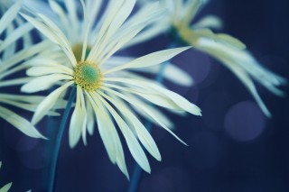 【高解像度】花開く肥後菊（ヒゴギク）（3パターン）