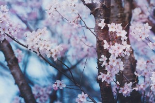【高解像度】静かな桜（3パターン）