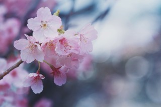 【高解像度】寒空と桜（3パターン）