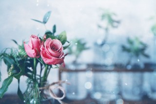 【高解像度】薔薇（バラ）の花瓶がある風景（3パターン）