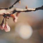 【高解像度】春を待つ蕾（3パターン）