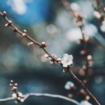 【高解像度】蕾をつける梅の木（3パターン）