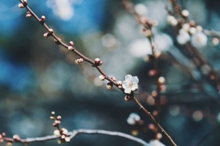 【高解像度】蕾をつける梅の木（3パターン）