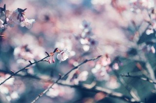 【高解像度】色が滲む桜（3パターン）