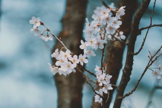【高解像度】冷たい雰囲気の桜（3パターン）