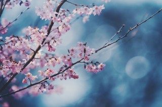 【高解像度】伸びやかな啓翁桜（ケイオウザクラ）（3パターン）