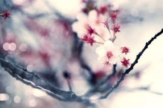 【高解像度】咲き残る寒桜（カンザクラ）（3パターン）