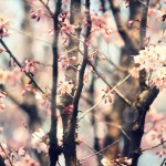 【高解像度】暖かい雰囲気の桜（3パターン）