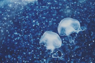 【高解像度】水に溶けるような泡と海月（クラゲ）（3パターン）