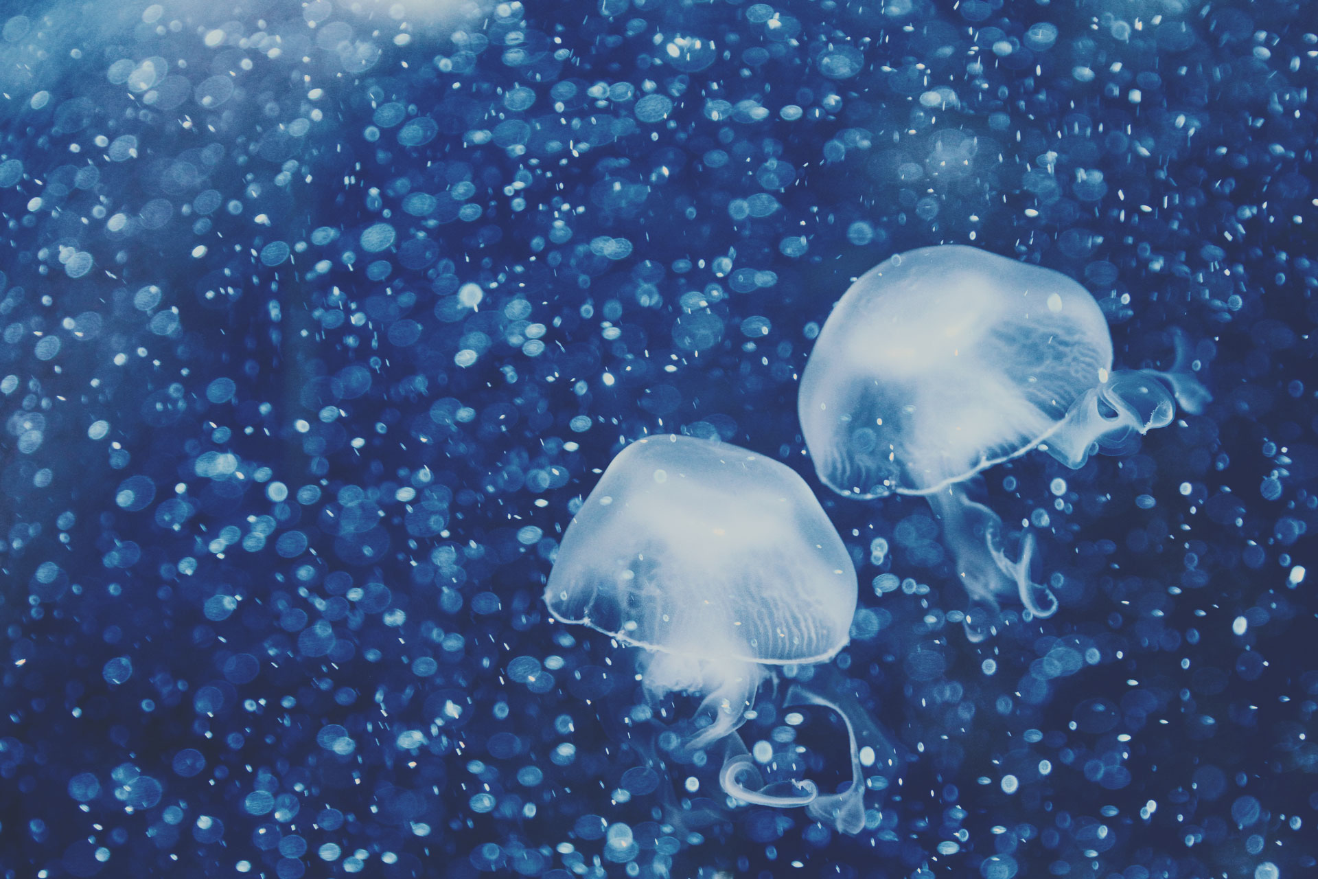 高解像度 水に溶けるような泡と海月 クラゲ 3パターン Neo