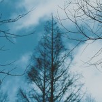 【高解像度】枯れ木と寒空（3パターン）