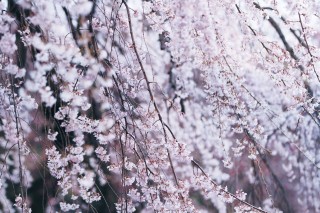 【高解像度】満開の枝垂れ桜（シダレザクラ）（3パターン）