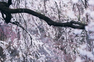【高解像度】幽玄な雰囲気の枝垂れ桜（3パターン）