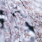 【高解像度】降るような枝垂れ桜（シダレザクラ）（3パターン）