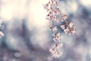 【高解像度】風にそよぐ枝垂れ桜（シダレザクラ）（3パターン）
