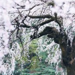 【高解像度】幽玄な枝垂れ桜（シダレザクラ）（3パターン）