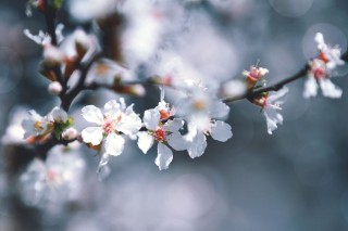 【高解像度】白い山桜桃梅（ユスラウメ）の花（3パターン）