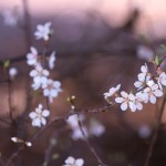 【高解像度】点々と咲く山桜桃梅（ユスラウメ）（3パターン）