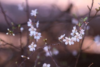 【高解像度】点々と咲く山桜桃梅（ユスラウメ）（3パターン）
