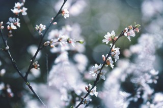 【高解像度】落ち着いた雰囲気の山桜桃梅（ユスラウメ）（3パターン）