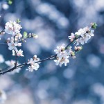 【高解像度】伸びやかな山桜桃梅（ユスラウメ）（3パターン）