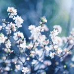 【高解像度】満開の山桜桃梅（ユスラウメ）（3パターン）