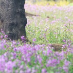 【高解像度】ムサラキハナナの花畑（3パターン）