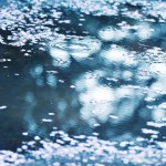 【高解像度】桜散る水面（3パターン）