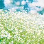 【高解像度】爽やかなカモミールの花畑（3パターン）