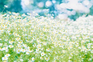 【高解像度】爽やかなカモミールの花畑（3パターン）