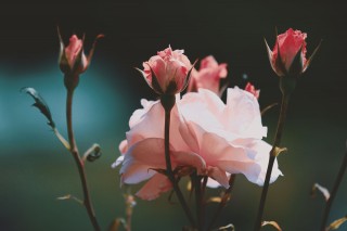 【高解像度】囲まれた薔薇（バラ）（3パターン）