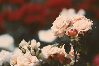 【高解像度】ピンクと赤の薔薇（バラ）（3パターン）