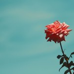 【高解像度】空を見上げる薔薇（バラ）（3パターン）