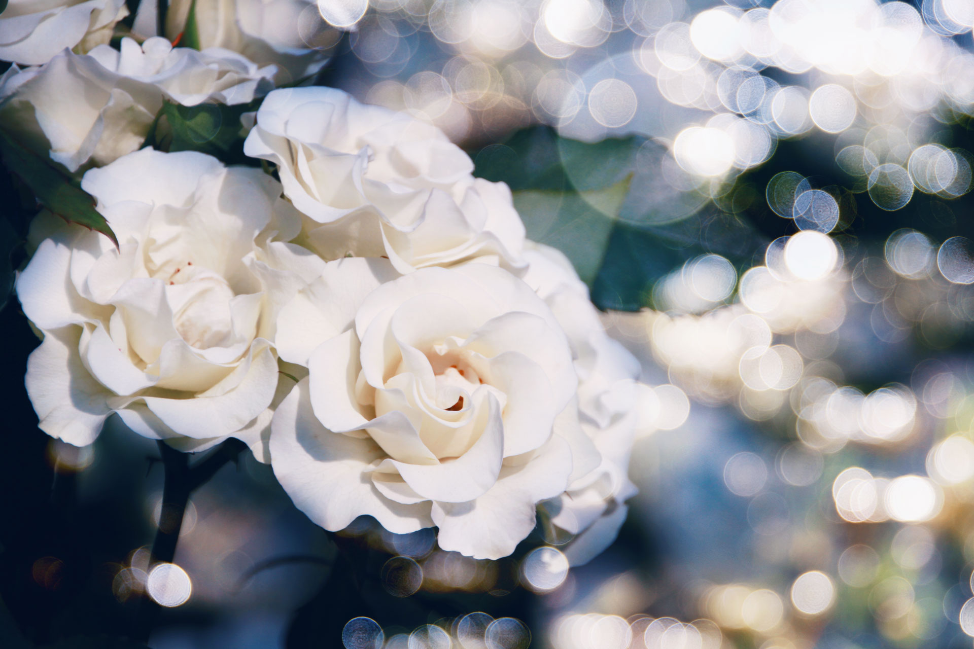 高解像度 光の玉と白い薔薇 バラ 3パターン Neo Himeism
