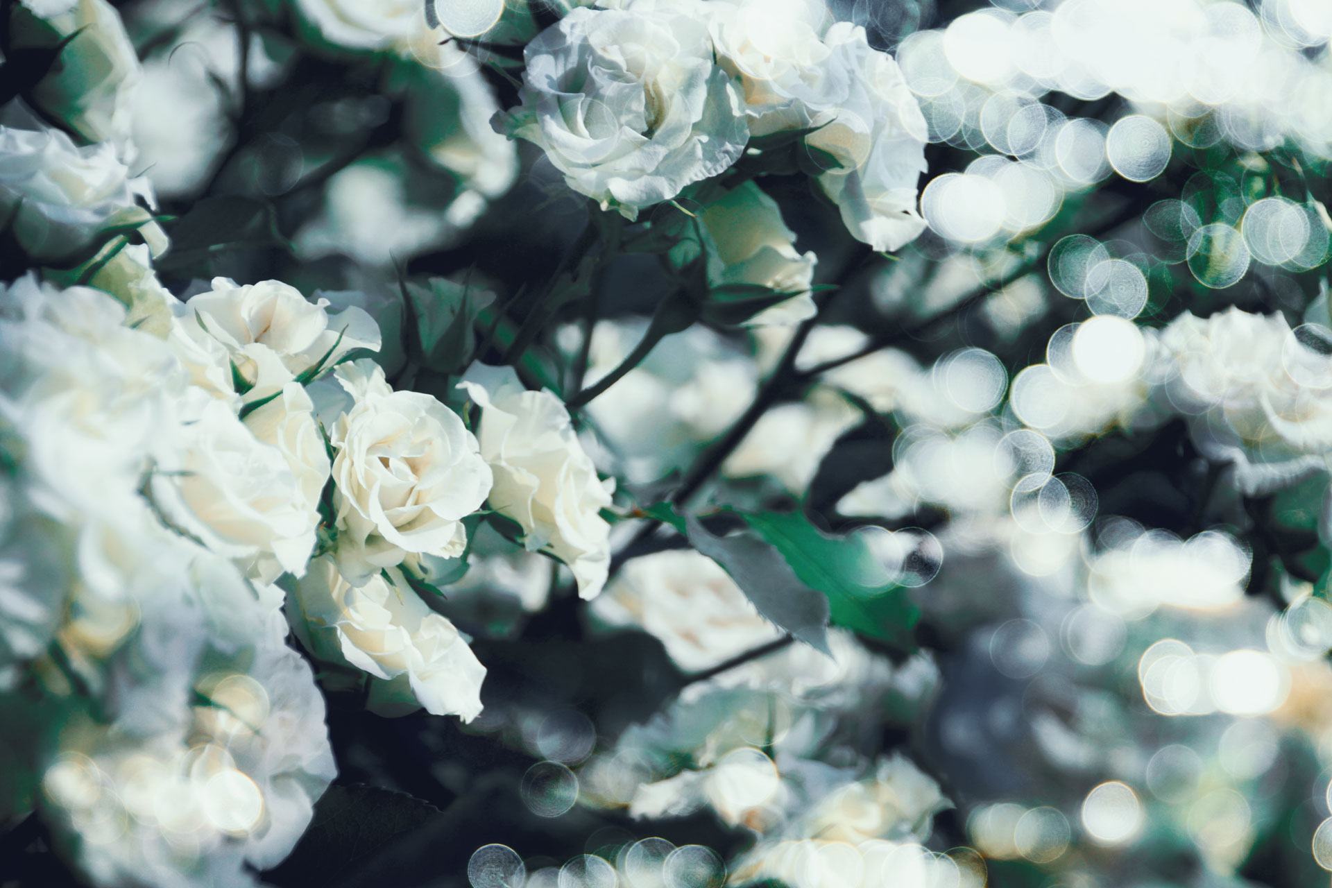 【高解像度】咲き乱れる白薔薇（バラ）（3パターン） | NEO HIMEISM