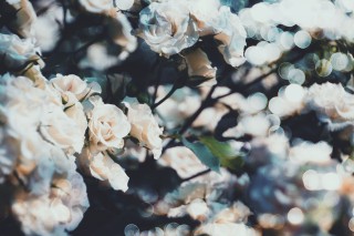 【高解像度】咲き乱れる白薔薇（バラ）（3パターン）