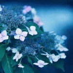 【高解像度】咲き初めの紫陽花（アジサイ）（3パターン）
