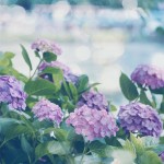 【高解像度】紫陽花（アジサイ）が咲く風景（2パターン）
