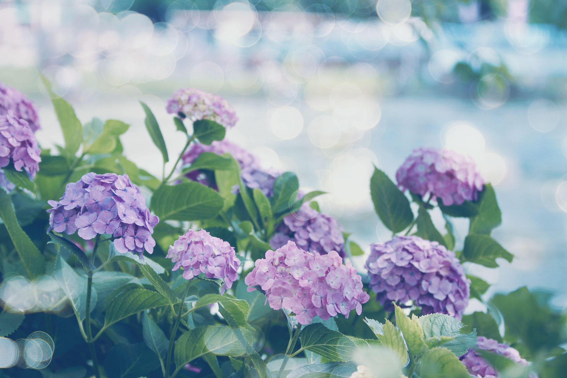 【高解像度】紫陽花（アジサイ）が咲く風景（2パターン） | NEO HIMEISM