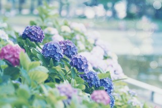【高解像度】紫陽花が咲く風景（アジサイ）（3パターン）
