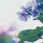 【高解像度】しっとりした紫陽花（アジサイ）（3パターン）