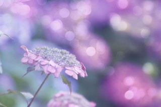 【高解像度】光降る紫陽花畑（アジサイ）（3パターン）
