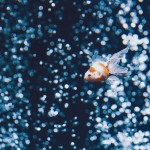 【高解像度】孤独な金魚（3パターン）