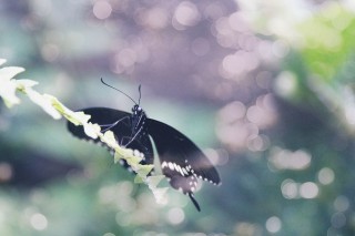【高解像度】葉に留まる黒いアゲハ蝶（3パターン）
