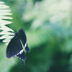 【高解像度】緑の中の黒アゲハ蝶（3パターン）