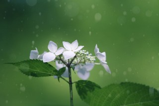 【高解像度】六月の雨と紫陽花（アジサイ）（3パターン）