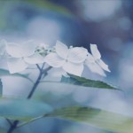 【高解像度】霞がかる紫陽花（アジサイ）（3パターン）