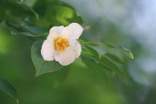 【高解像度】慎ましく咲く夏椿（ナツツバキ）（3パターン）
