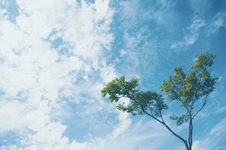 【高解像度】一本の木と空（3パターン）