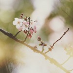 【高解像度】木漏れ日と桜（3パターン）